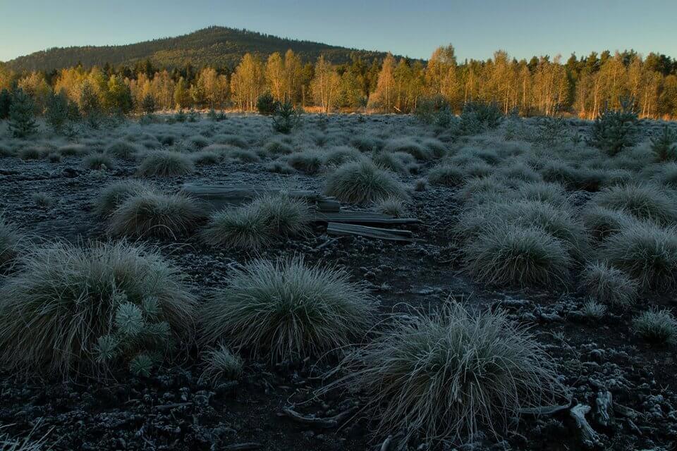 Image /media/1ogjgmel/nature_jensovsky1.jpg