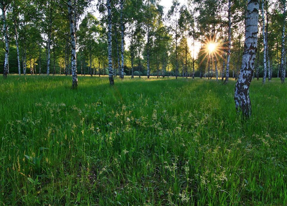 Image /media/bjoppozs/jaro_priroda_jensovsky.jpg
