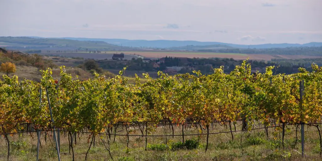 Obrázek dsc_1553.jpg